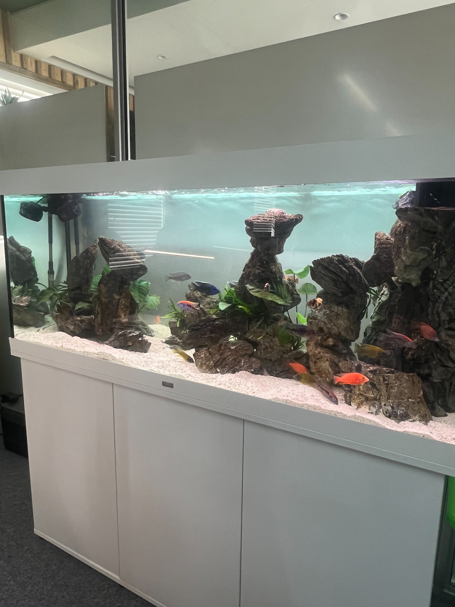 Custom freshwater aquarium